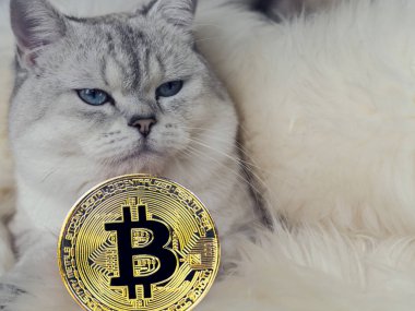 Kavramı, kedi İskoç Fold, chinchilla boyama, Bitcoin madeni para ile finanse,