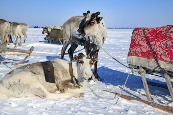 Ren Geyiği Nenets Mera Ile Geyik Koşum — Stok fotoğraf