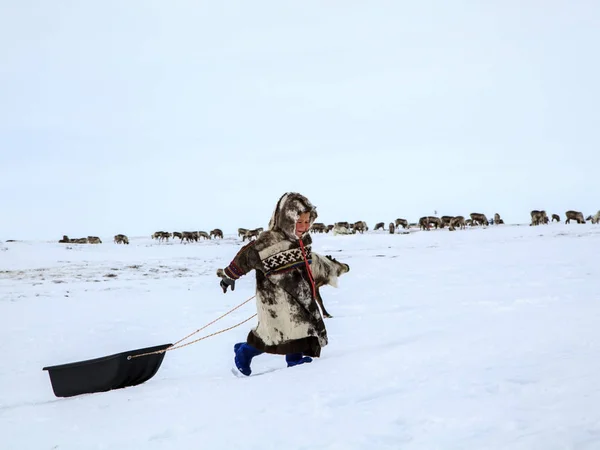 Miejsce Zamieszkania Tundry Tundra Dzieci Jeździć Sanki Chłopiec Krajowych Ubrania — Zdjęcie stockowe