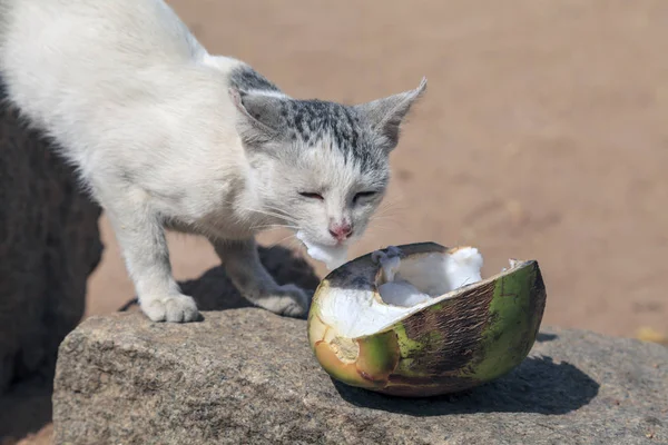 Gato Come Coco — Foto de Stock