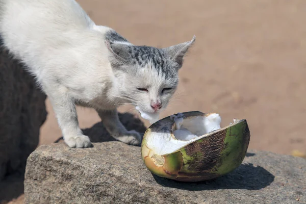 Can cats eat coconut milk cheap