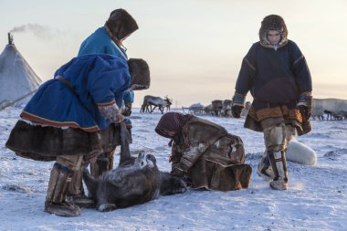  Nadym, Rusya - 18 Mart 2017: Aşırı kuzeye, Yamal, geyik eti, hazırlanması kaldırmak Gizle geyikten,