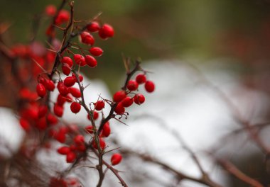 Sonbahar manzara, kırmızı çilek kızamık, buzda, geç sonbaharda, ilk kar üzerinde sonbaharda meyveleri dalları