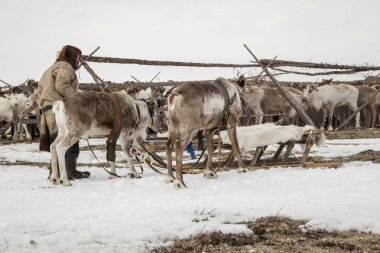Nadym, Rusya Federasyonu - 27 Nisan, 2018:tundra, açık alan, Yardımcısı Ren geyiği doğurmak, erkekler ulusal giysiler, Editör