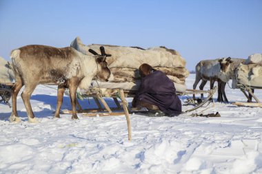 Aşırı Kuzey, Yamal, Yardımcısı Ren geyiği damızlık geyik Ren geyiği ile mera Nenets koşum