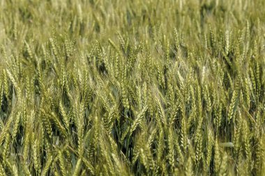 Tarım. Kaliteli buğday, kulakları genç buğday. Buğday alanı ve kırsal manzara