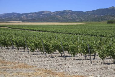 Şarap yapımı, üzüm bağları Dağları arka planda olan bir alana