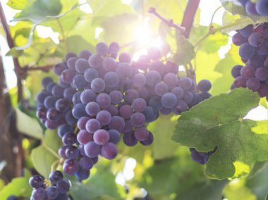 Sonbahar harvest yılında gün batımında üzüm bağları. Sonbahar, üzüm çeşitli Olgun üzüm Isabel