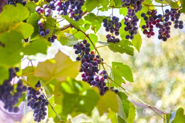 Sonbahar harvest yılında gün batımında üzüm bağları. Sonbahar, üzüm çeşitli Olgun üzüm Isabel