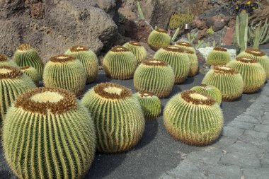 Lanzarote, Kanarya Adaları, İspanya; Kaktüs Bahçe Guatiza Köyü, 