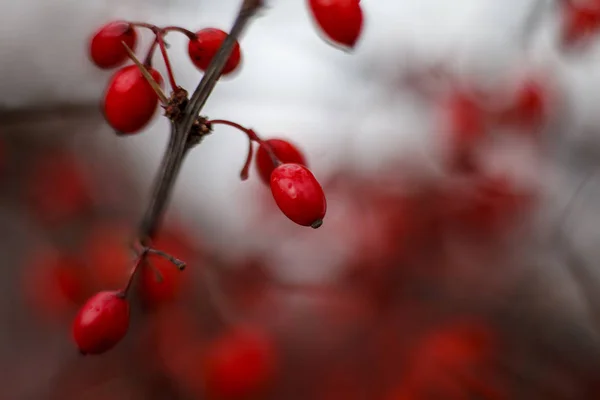 Autumn Landscape Red Berries Barberry Branches Ice Late Autumn Berries — Stock Photo, Image