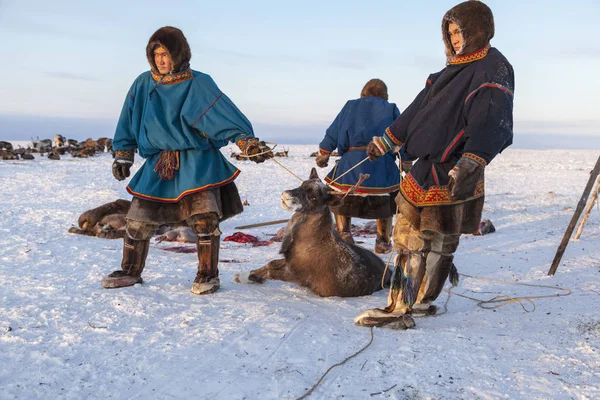  Nadym, Rusya - 18 Mart 2017: Aşırı kuzeye, Yamal, geyik eti, hazırlanması kaldırmak Gizle geyikten,