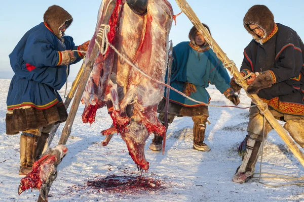 俄罗斯纳迪姆 2017年3月18日 亚马尔 鹿肉的准备 从鹿的皮删除 — 图库照片