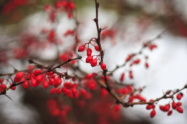 Autumn Landscape, Red Berries Barberry, branches in the ice, late autumn, Berries in the fall on the first snow