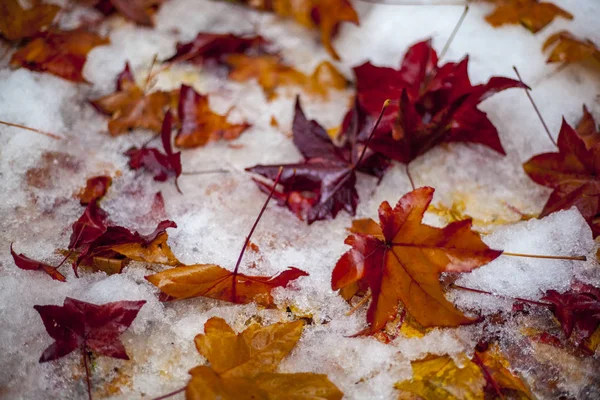 Hösten Bakgrund Röd Och Gul Lönnlöv Den Första Snön — Stockfoto