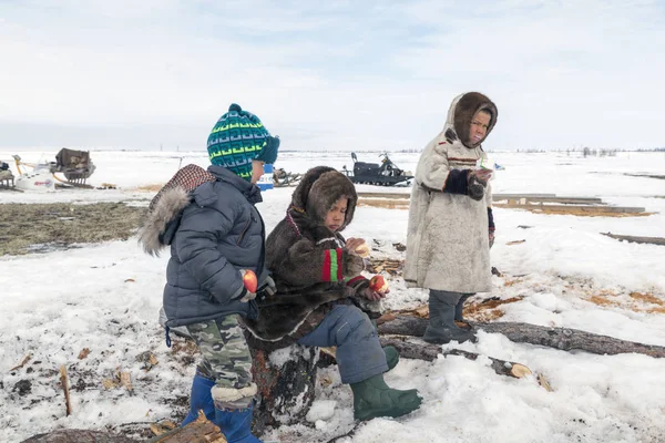 Nadym, Rusya Federasyonu - 27 Nisan 2018: tundra, açık alan, soğuk kış hava, Ulusal giysiler içinde çocuklar yardım Papa'nın yakacak odun, editoryal doğrayın