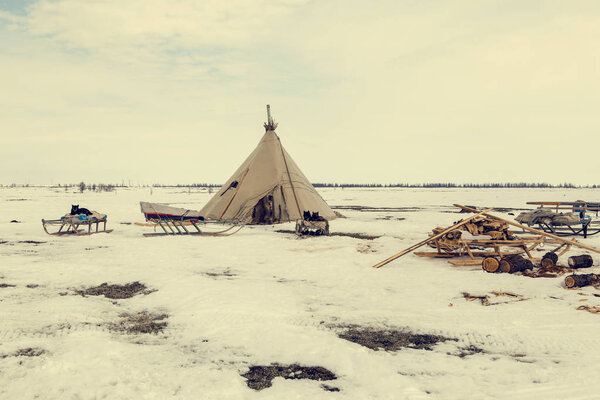 Deer harness with reindeer, pasture of Nenets, toned