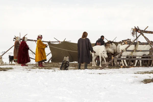 Nadym, Rusya Federasyonu - 27 Nisan, 2018:tundra, açık alan, Yardımcısı Ren geyiği doğurmak, kadınlar Ulusal giysiler, Editör