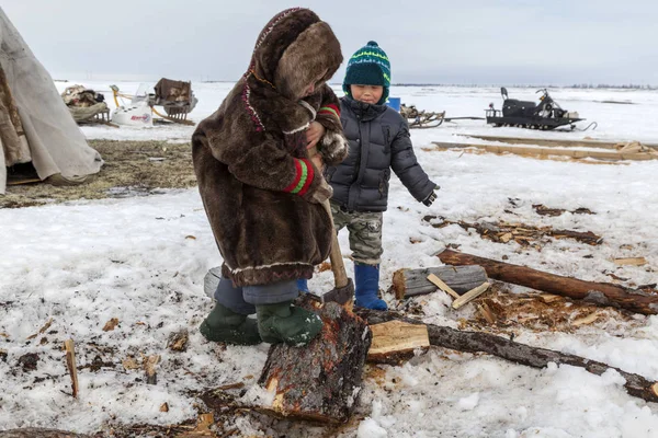 Nadym, Rusya Federasyonu - 27 Nisan 2018: tundra, açık alan, soğuk kış hava, Ulusal giysiler içinde çocuklar yardım Papa'nın yakacak odun, editoryal doğrayın