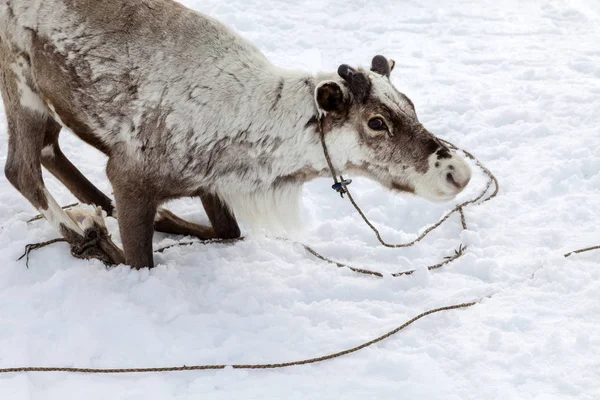 Extremo Norte Yamal Criador Asistente Renos Arnés Ciervos Con Renos — Foto de Stock