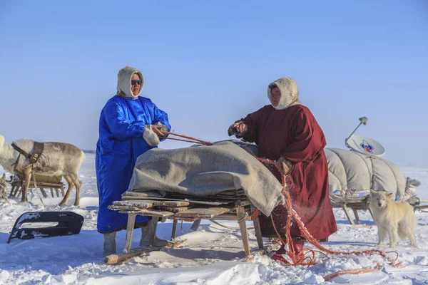 Nadym, Rusya Federasyonu - 27 Nisan 2018: tundra, açık alan, Yardımcısı Ren geyiği doğurmak, Ulusal giysiler; kadınlar Aşırı Kuzey, Yamal, Yardımcısı Ren geyiği doğurmak, 