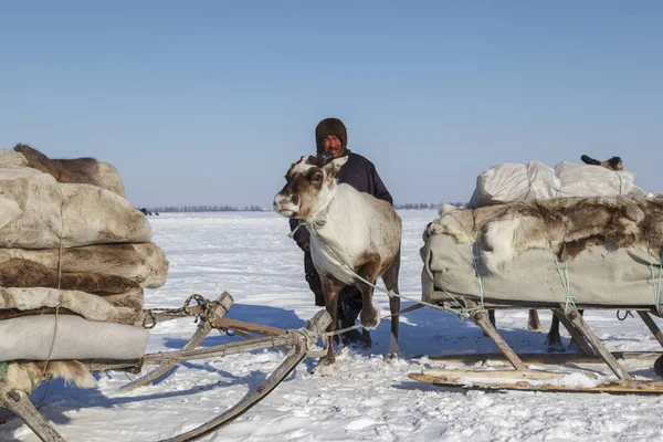 Надим Росія Квітня 2018 Tundra Відкрийте Область Помічник Оленів Заводчик — стокове фото