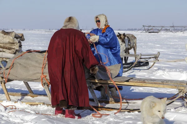 Nadym, Rusya Federasyonu - 27 Nisan 2018: tundra, açık alan, Yardımcısı Ren geyiği doğurmak, Ulusal giysiler; kadınlar Aşırı Kuzey, Yamal, Yardımcısı Ren geyiği doğurmak, 