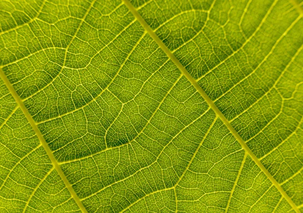 Фон Зеленого Листа Структура Зеленого Листа Макрос — стоковое фото