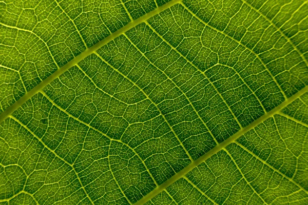 배경의 매크로 — 스톡 사진