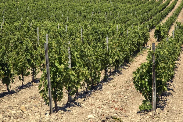 Şarap yapımı, üzüm bağları Dağları arka planda olan bir alana