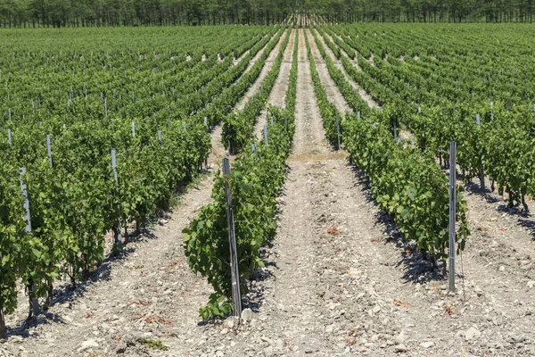 Winemaking Field Vineyards Background Mountains — Stock Photo, Image