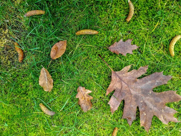 草の上の緑の背景の秋の葉 — ストック写真