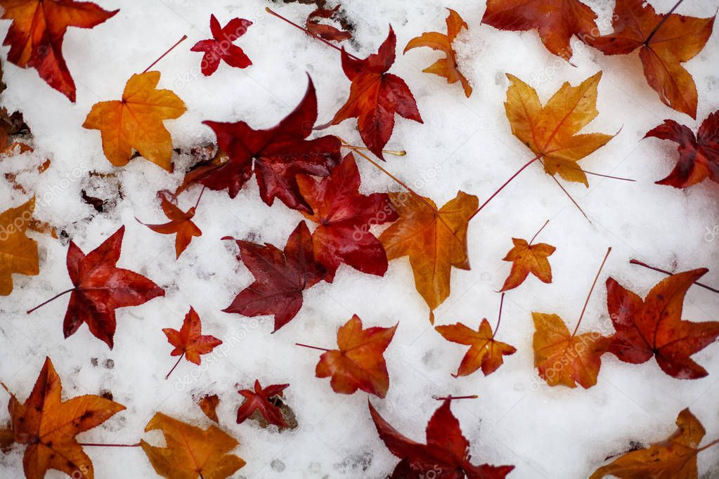 Autumn background, Red and yellow Maple leaves on the first snow
