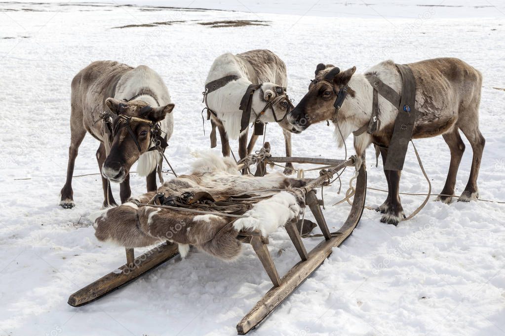The extreme north, Yamal,  assistant reindeer breeder, Deer harness with reindeer, pasture of Nenets