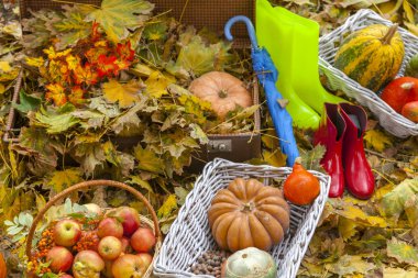 Sonbahar natürmort, sarı yapraklar, kırmızı elma ile bir keçi, bir şemsiye ve lastik çizmeler, kabaklar eski bir bavulla
