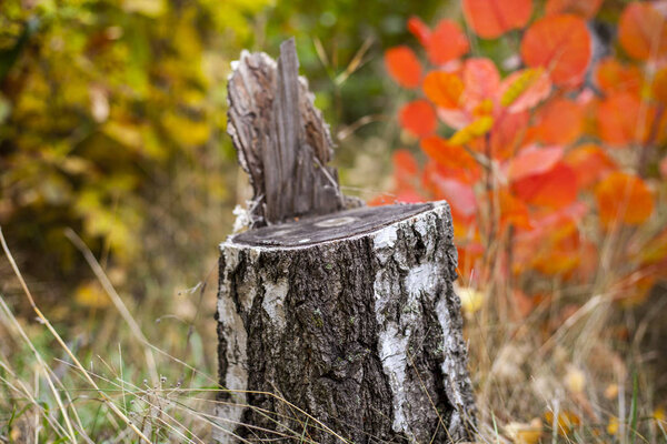 Autumn background, tree stump from tree