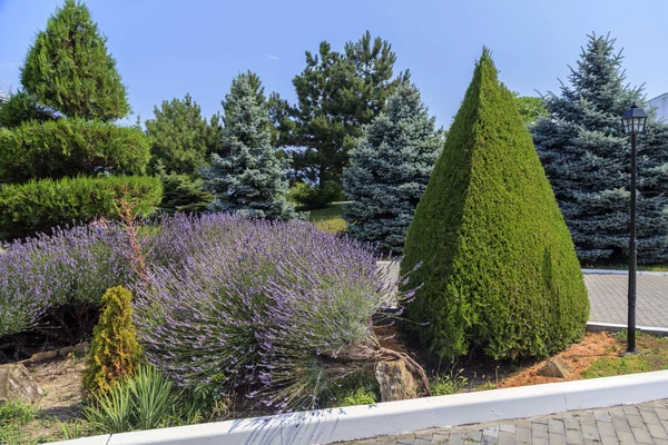 Diseño Paisaje Jardín Arbustos Lavanda Enebros Triangulares — Foto de Stock