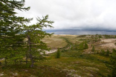 Orman-tundra, büyük güzel manzara panoramik 