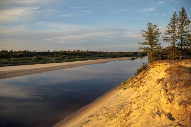 Tundrada sonbahar. Sarı ladin dalları yosun arka planında sonbahar renklerinde. Tundra, Kola yarımadası, Rusya. Çok güzel bir orman-tundra manzarası., 