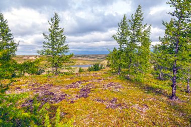 Güzel manzara orman-tundra, 