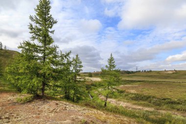 Güzel manzara orman-tundra, 