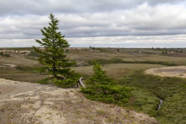 Güzel manzara orman-tundra, 
