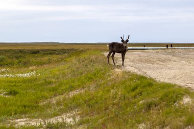 Tundra aşırı Kuzey, Yamal, Ren geyiği