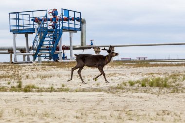 Tundra, gaz iyi site, ekoloji petrol ürünleri üretiminde aşırı Kuzey, Yamal, Ren geyiği
