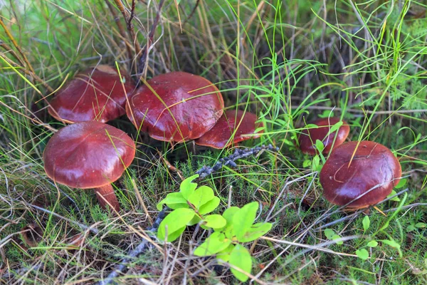 Tundra Small Mushroom Background Moss — Stock Photo, Image