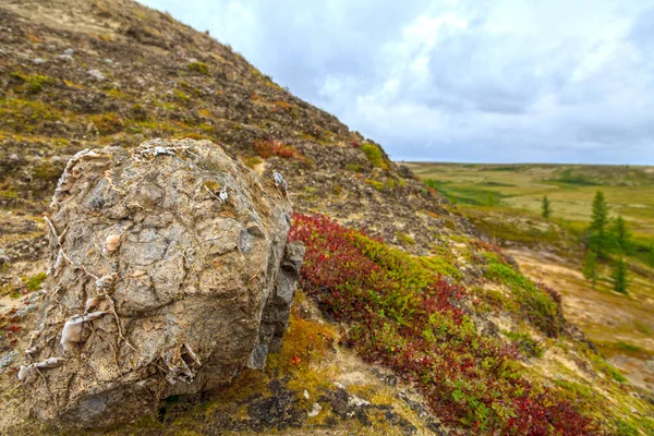 Hermoso Paisaje Bosque Tundra — Foto de Stock