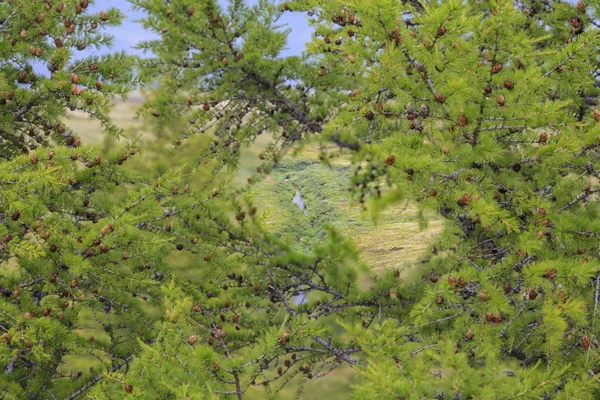 Hermoso Paisaje Bosque Tundra — Foto de Stock