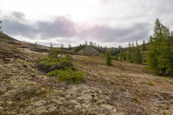 Hermoso Paisaje Bosque Tundra — Foto de Stock