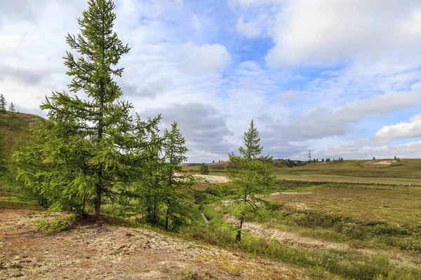 Güzel manzara orman-tundra, 