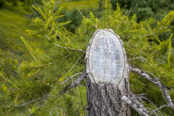 Güzel Manzara Orman Tundra — Stok fotoğraf